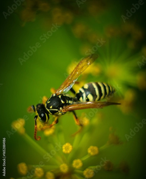 Fototapeta butterfly on a leaf