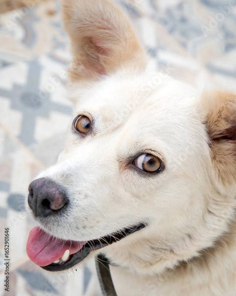 Obraz Close-up portrait of a happy white dog with light brown eyes, looking at the camera with its tongue out. The dog is sitting on a patterned tile floor, showing an adorable and friendly expression.