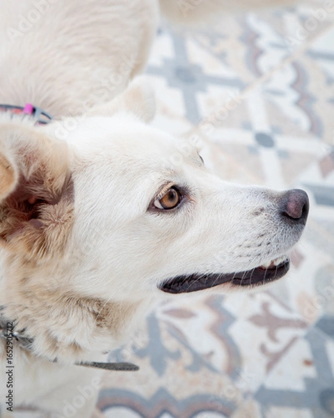 Obraz portrait of a white dog
