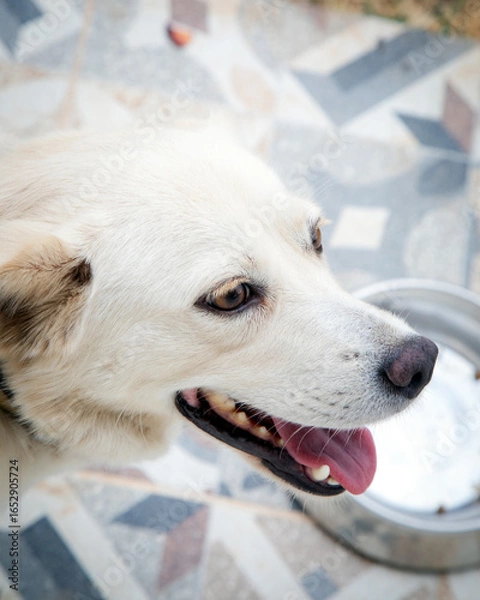 Obraz Close-up portrait of a happy white dog with light brown eyes, looking at the camera with its tongue out. The dog is sitting on a patterned tile floor, showing an adorable and friendly expression.