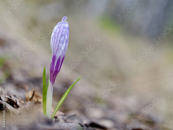 Obraz crocus bud