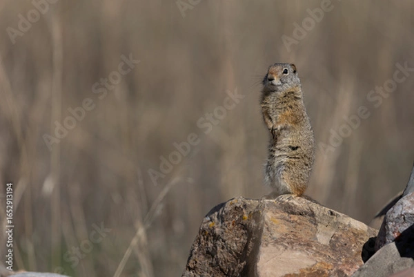 Obraz Uinta ground squirrel on rocks in Wyoming