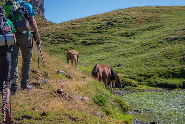 Obraz horses in the mountains while hicking
