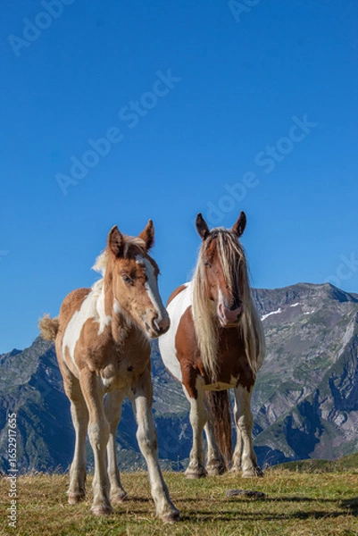 Obraz Horses in the mountains