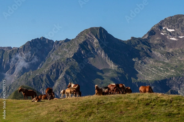 Obraz Horses in the mountains