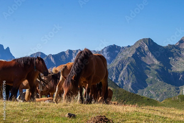 Obraz Horses in the mountains