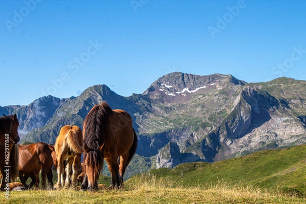 Obraz horses in the mountains