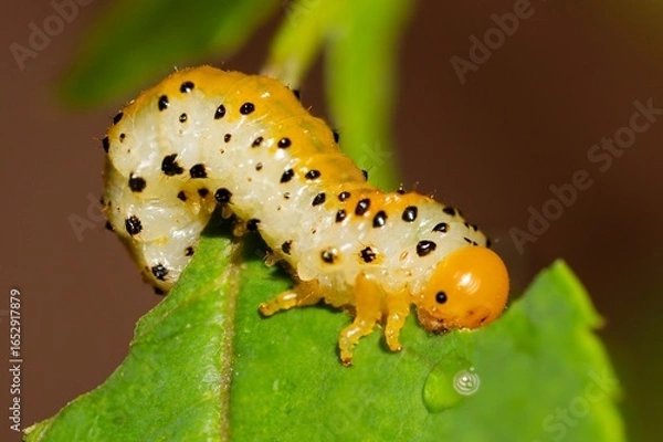 Obraz caterpillar on a leaf eating