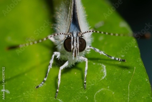 Obraz butterfly on a leaf