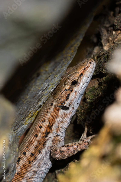 Obraz lizard on a tree