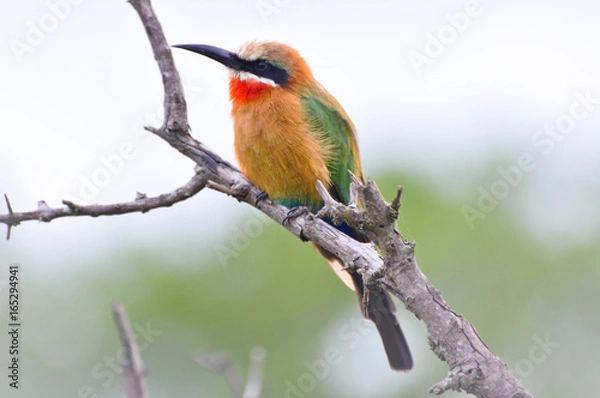 Obraz African Bird 