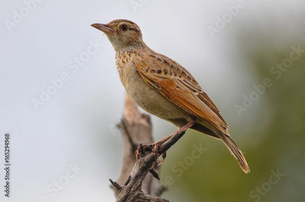 Obraz Okavango Delta Bird 