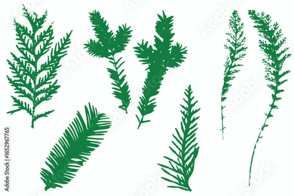 Obraz Natural conifer needles imprint, Grunge style, Vector, Isolated, Decorative elements for design