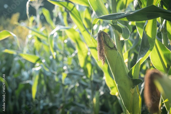 Fototapeta トウモロコシ畑