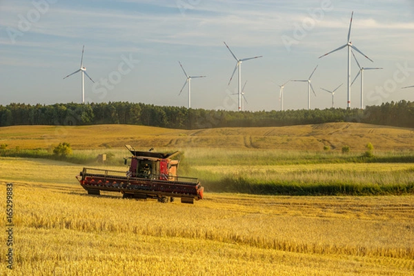 Fototapeta Combine harvester agriculture machine harvesting golden ripe wheat field  in light of the setting sun in Germany