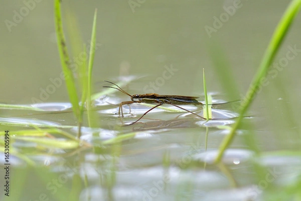 Obraz water skeeters