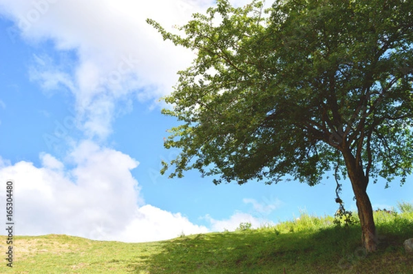 Fototapeta Frame of a lonely tree in a shiny day