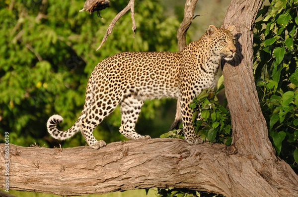 Obraz Sunlit Leopard 