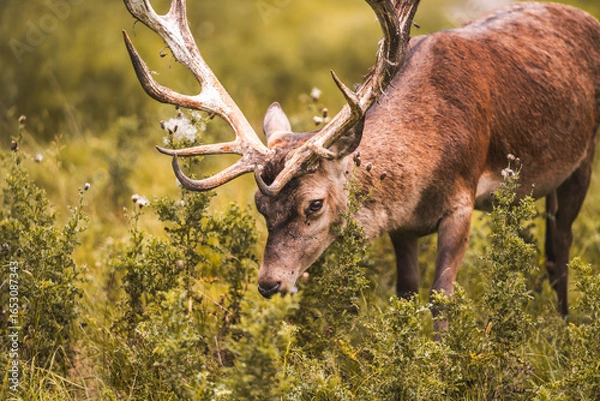 Obraz deer in the woods