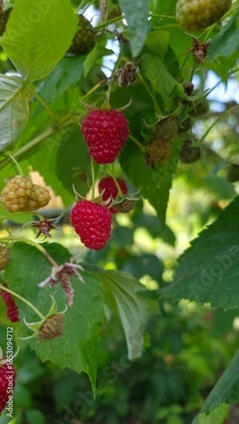 Fototapeta wild strawberry on a bush