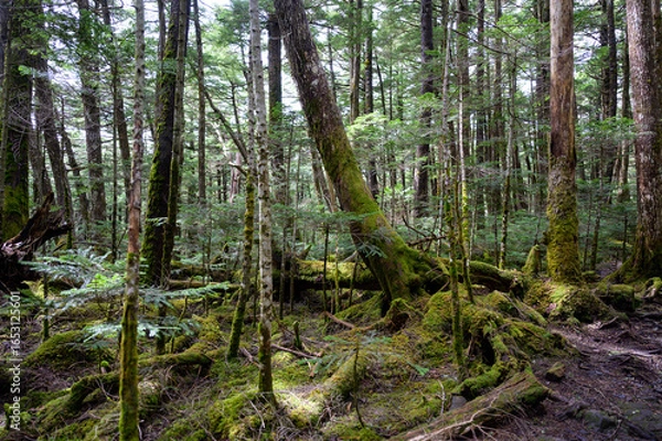 Obraz 入り組んだ木の根と傾いた樹々がつくる神秘的な森の奥