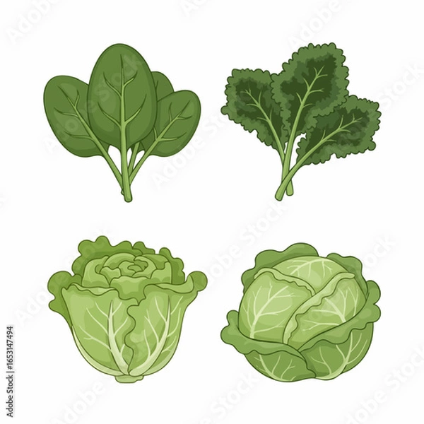 Fototapeta Vector SVG Illustration of Leafy Vegetables in Modern Flat Style with Green Color Palette