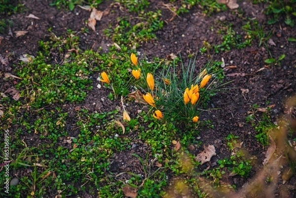 Fototapeta Spring flowers bloom in the garden with bright yellow crocuses emerging from the soil