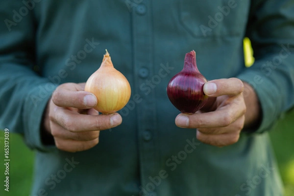 Fototapeta High quality close-up image of male hands holding yellow and red onion bulbs, representing organic farm vegetables, healthy cooking ingredients, and fresh produce from the harvest