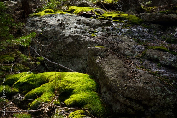 Obraz Sun covered moss on rocks