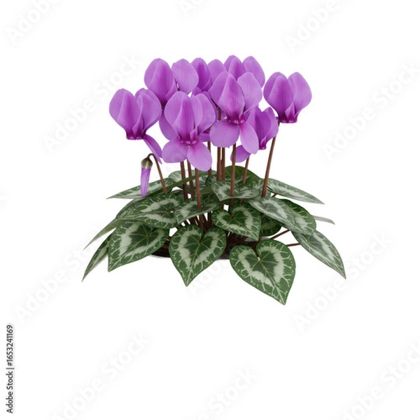Obraz A vibrant cluster of purple cyclamen flowers in a decorative pot, showcasing detailed foliage against a clean black background.