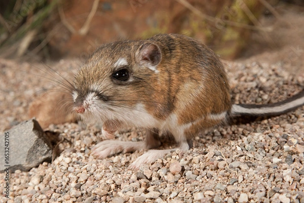 Fototapeta Ord's Kangaroo Rat