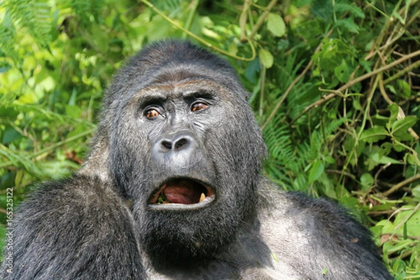 Obraz Gorilles des montagnes