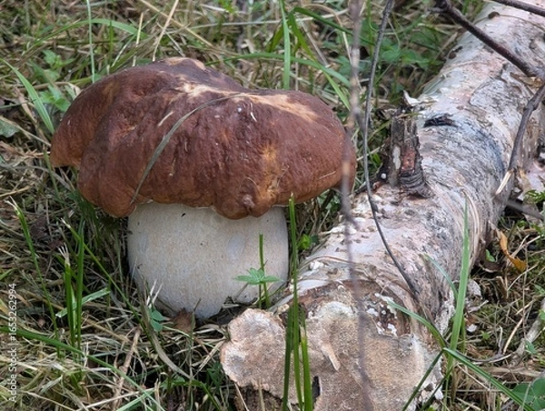 Fototapeta White mushroom in a forest clearing.