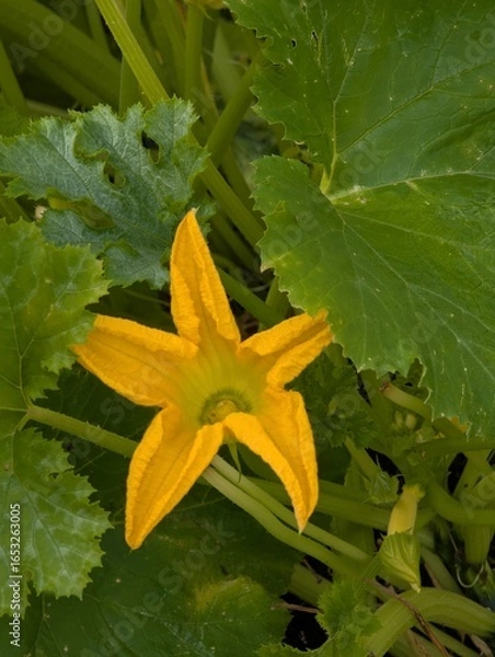 Fototapeta Bright zucchini flower in the shape of a star.