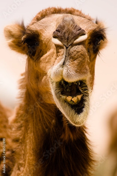 Obraz Camel Smile