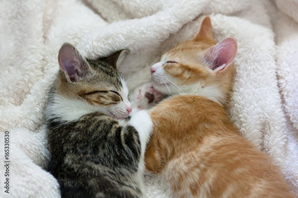 Obraz two kittens sleeping facing each other