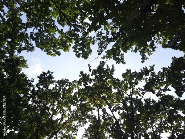 Fototapeta tree in the sky