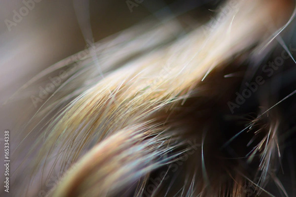 Obraz Texture in hairs