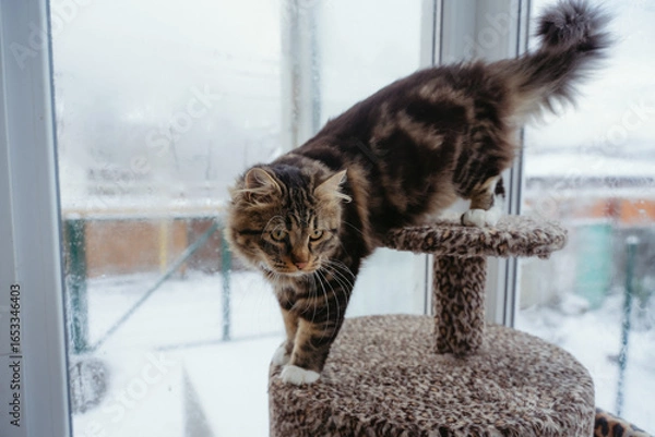 Obraz The mongrel cat is sitting on the windowsill. Close-up of a cat.