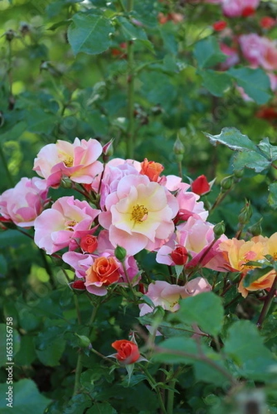 Fototapeta Macro Flower
