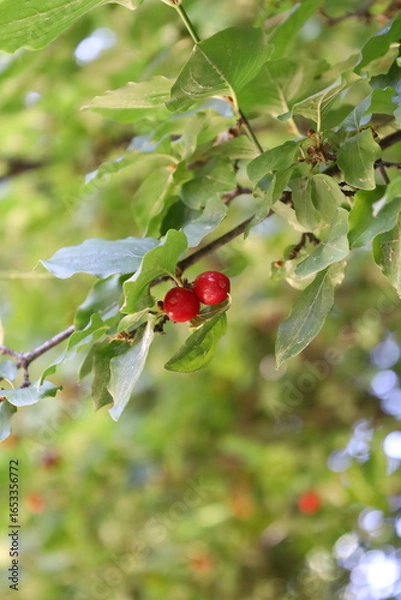 Obraz red currant bush