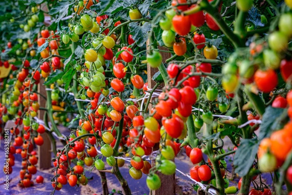 Fototapeta Fresh ripe red and green cherry tomatoes growing on branches in greenhouse, organic farming and agriculture background, healthy natural vegetables harvest, eco food production, nutrition and gardening