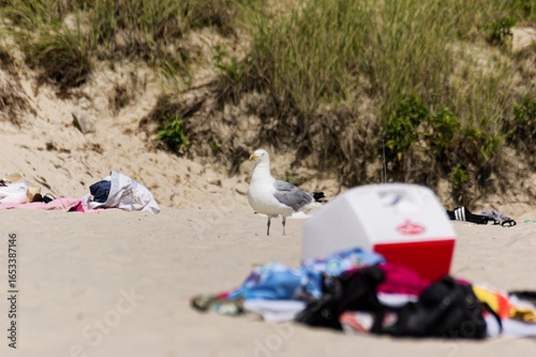 Fototapeta Red Cooler. Seagull Perched On Littered Beach With Supplies, Dunes. Plastic Waste, Towels in bulk. Environmental Awareness