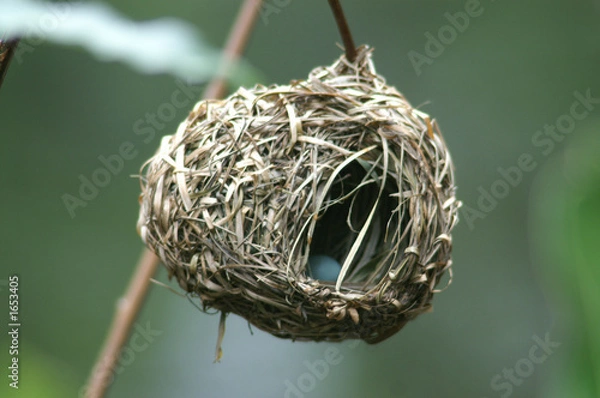 Fototapeta tkacz gniazdo