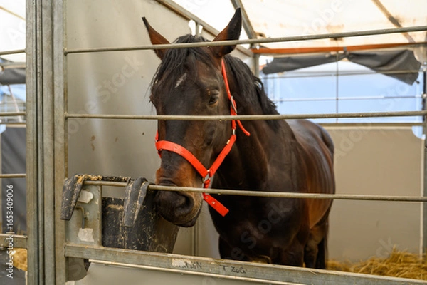 Obraz Brown Horse with Red Halter Inside a Stable Surrounded by Straw and Soft Lighting
