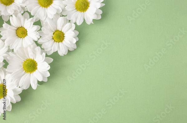 Fototapeta Chamomile flowers on green background. Floral banner. Hello summer concept. Selective focus and copy space