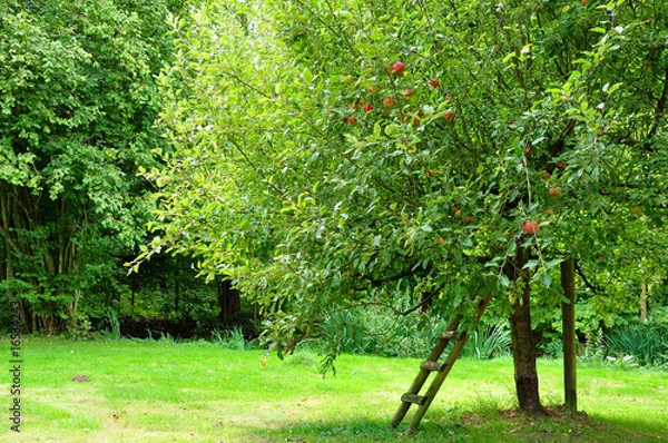 Fototapeta Apfelernte