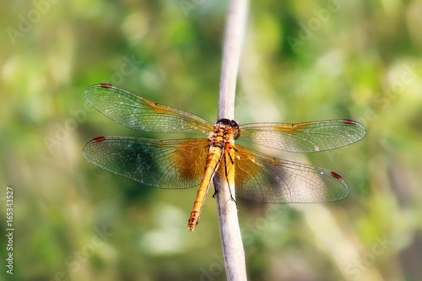 Fototapeta Dragonfly