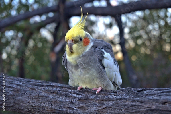 Fototapeta Cockatiel sitting on a branch in a natural setting