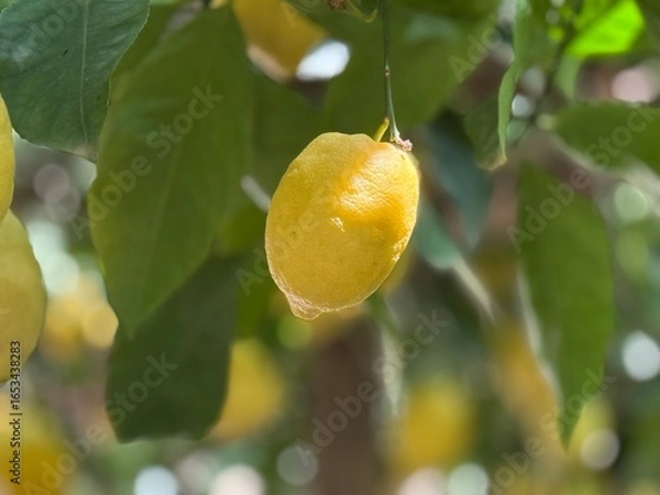 Fototapeta Ripe lemon hanging from a sunlit branch